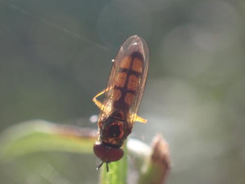 Melanostoma mellinum
